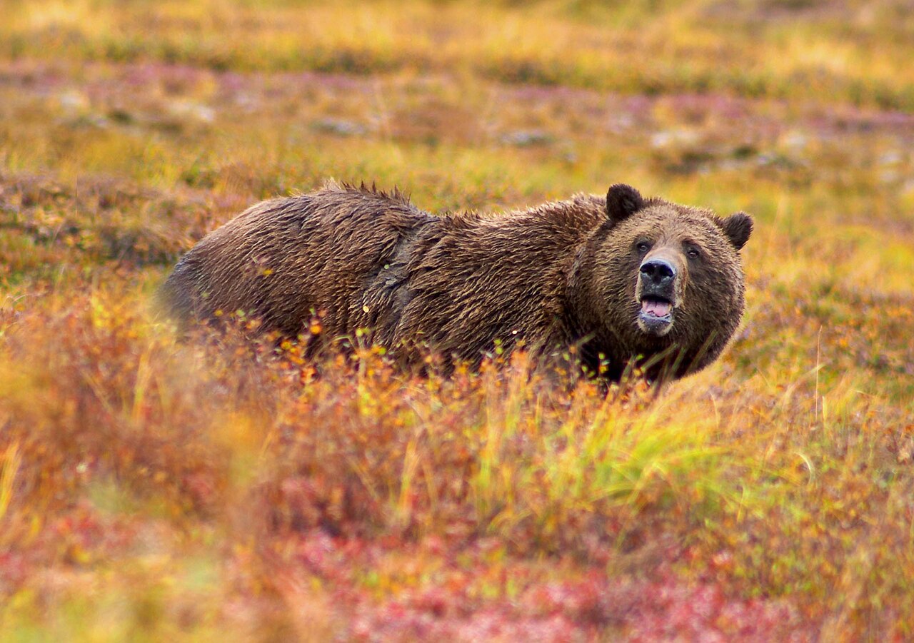 Eindrücke · Denali-Nationalpark