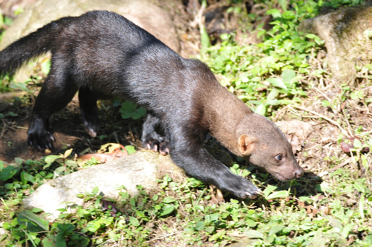 Eindrücke · Manú-Nationalpark
