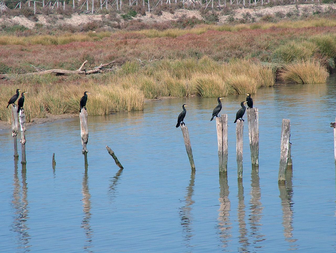 Eindrücke · Nationalpark Doñana