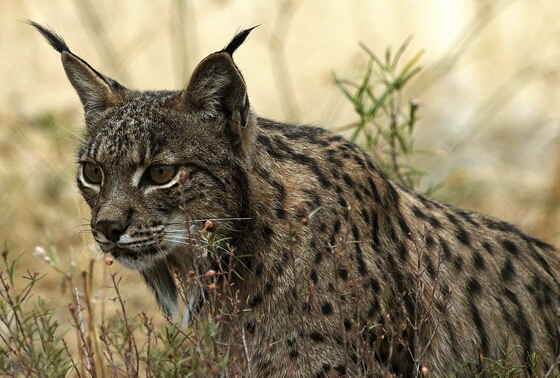 Eindrücke · Nationalpark Doñana