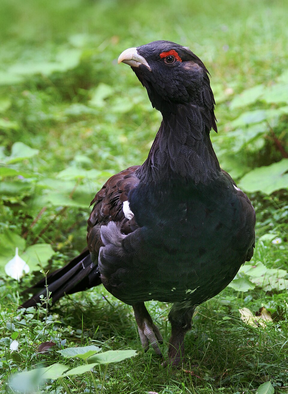 Bildergalerie · Auerhuhn