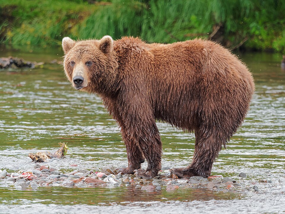 Bildergalerie · Braunbär