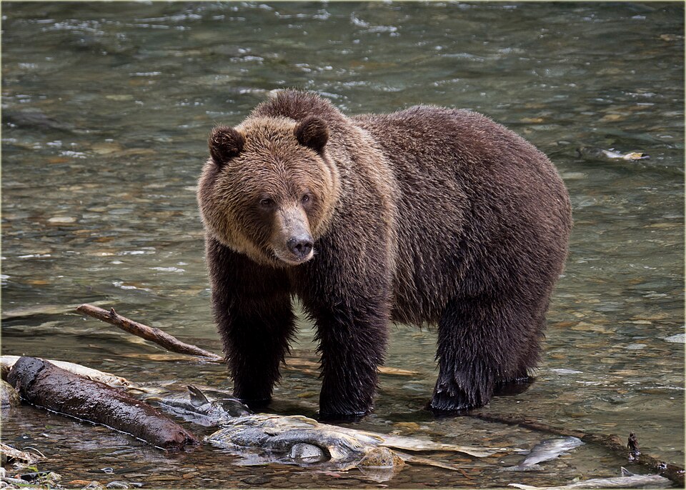 Bildergalerie · Braunbär