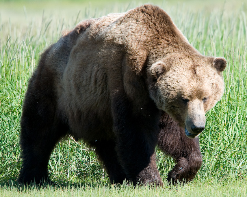 Bildergalerie · Braunbär