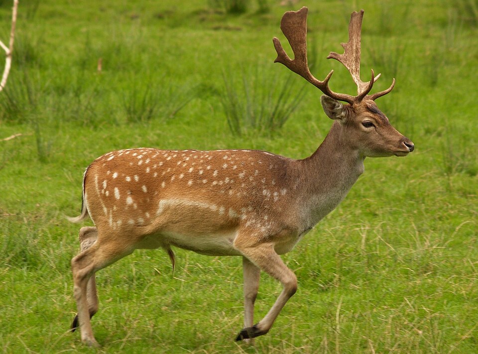 Bildergalerie · Damhirsch