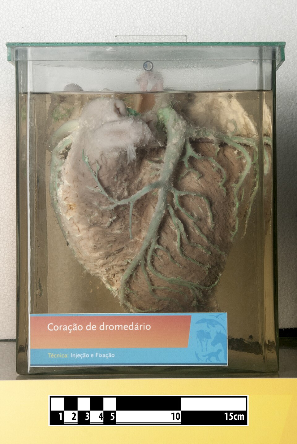 Bildergalerie · Dromedar