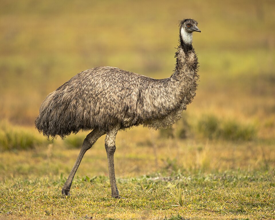 Bildergalerie · Emu