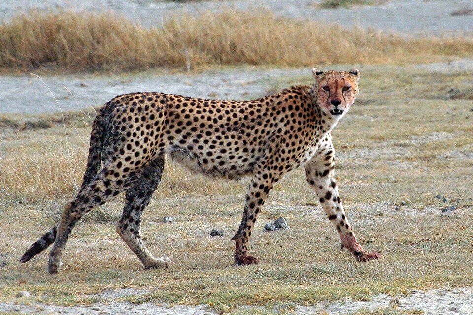 Bildergalerie · Gepard