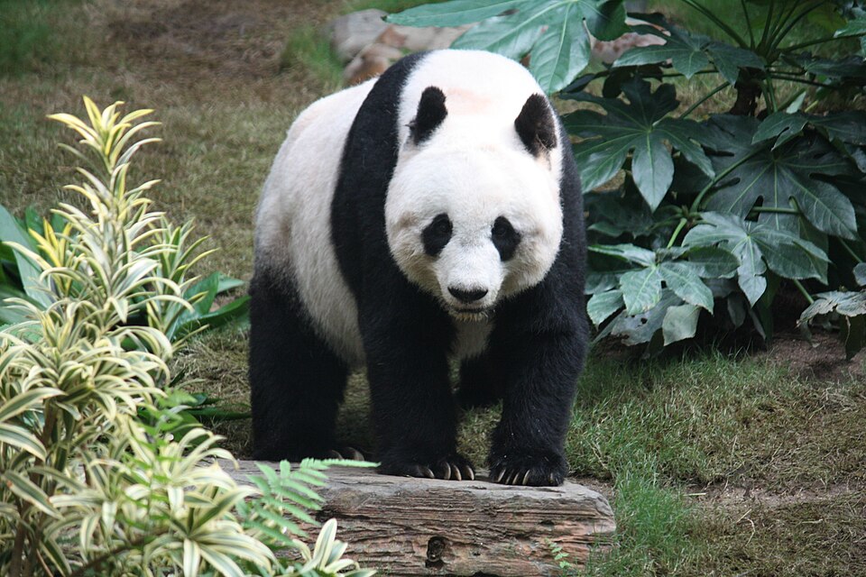 Galeria zdjęć · Panda wielka