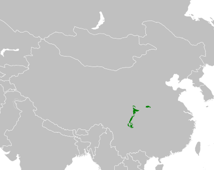 Galeria zdjęć · Panda wielka