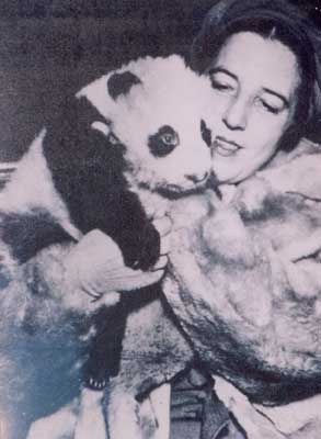 Galeria zdjęć · Panda wielka