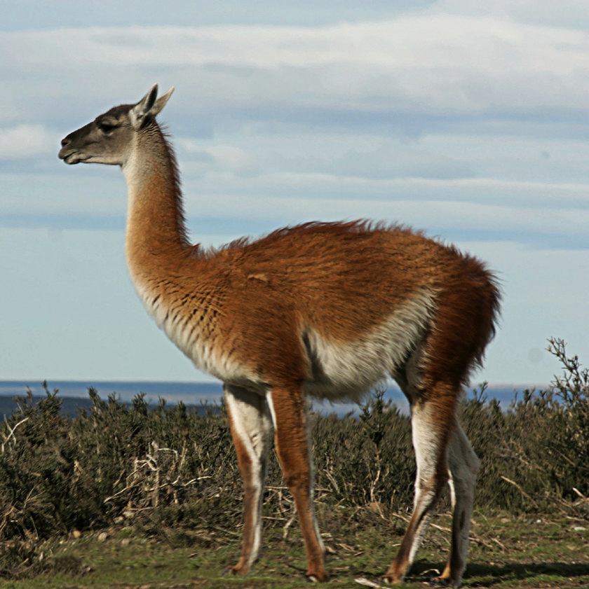 Bildergalerie · Guanako
