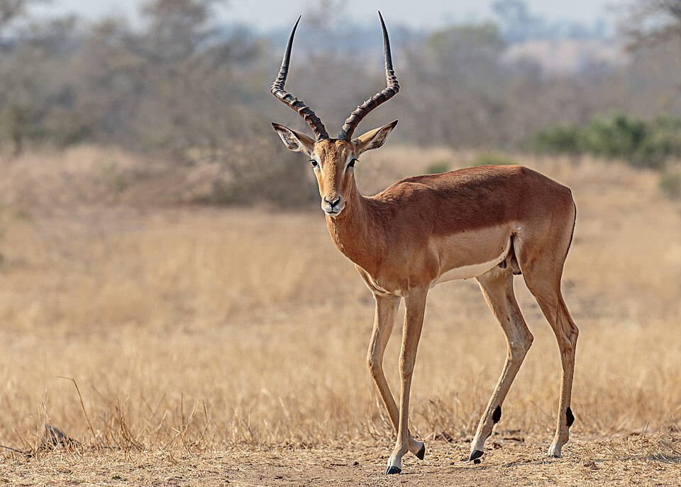 Bildergalerie · Impala