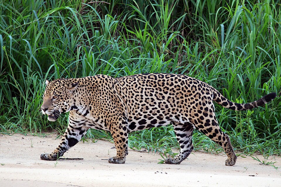 Bildergalerie · Jaguar