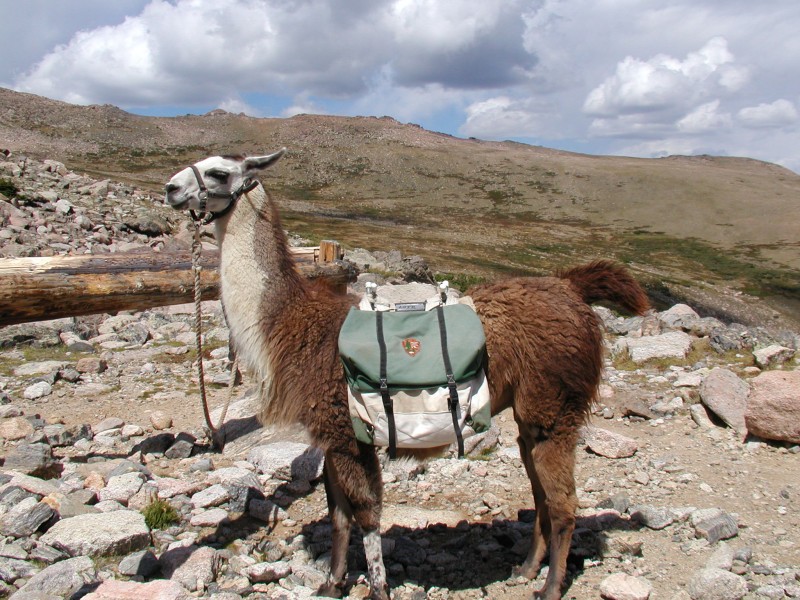 Bildergalerie · Lama