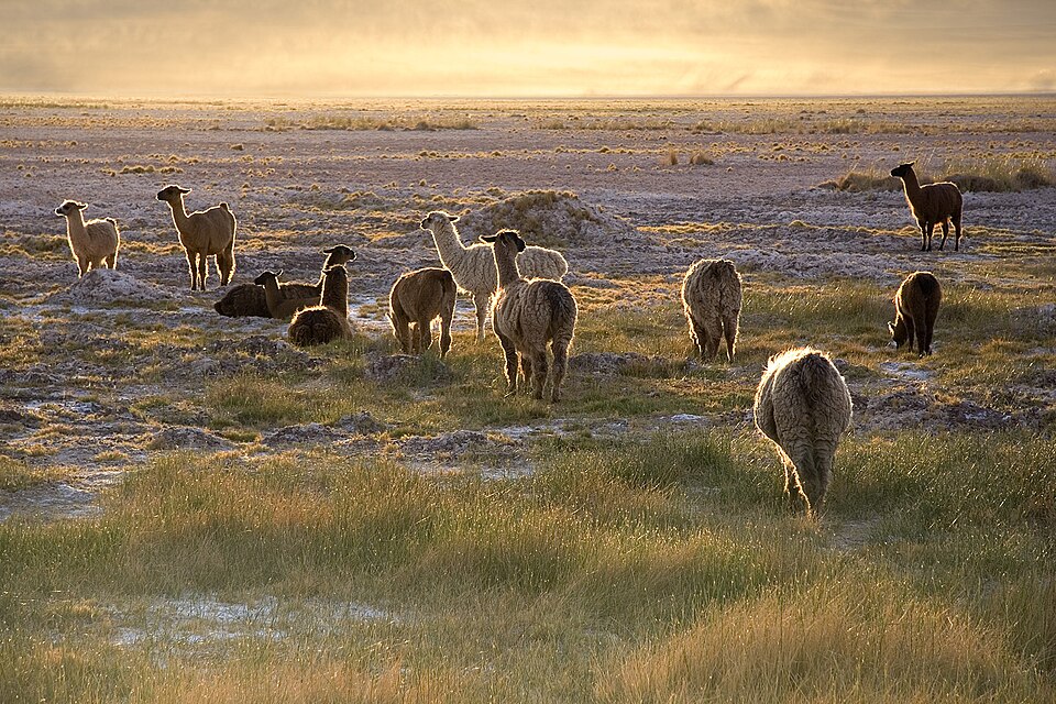 Bildergalerie · Lama