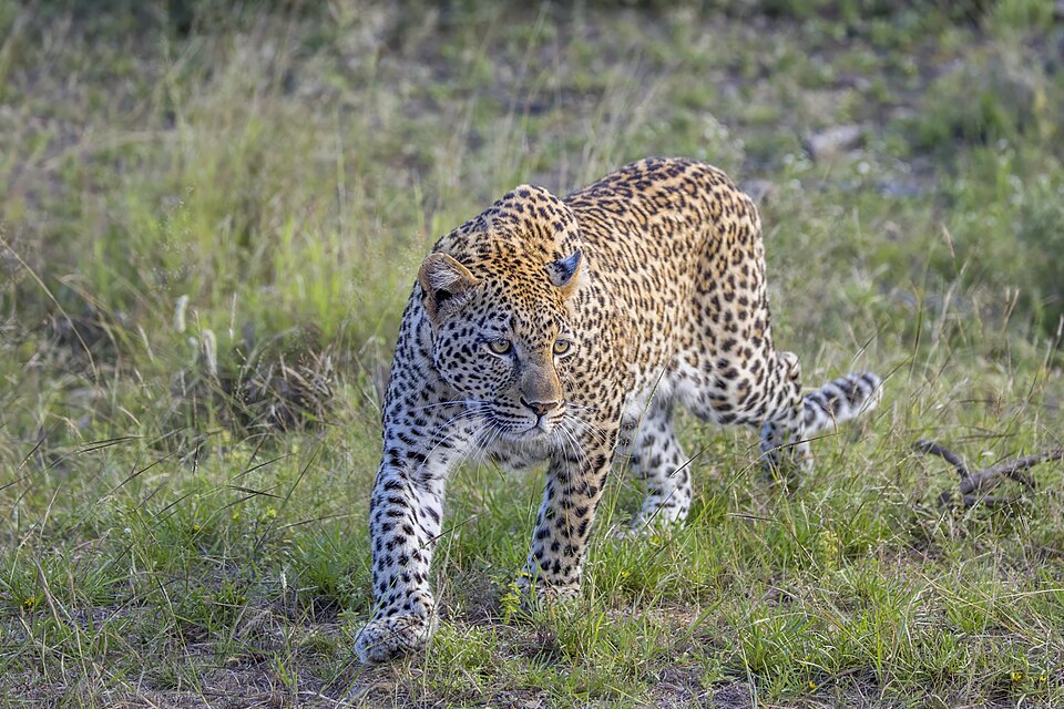 Bildergalerie · Leopard