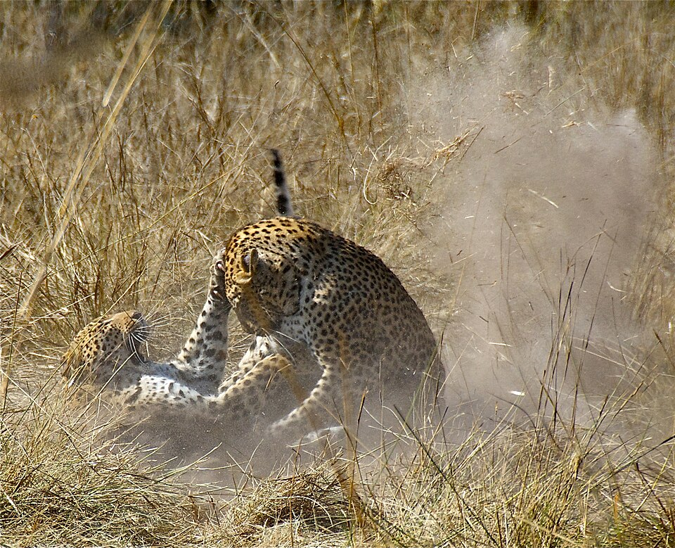 Bildergalerie · Leopard