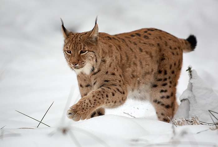Bildergalerie · Eurasischer Luchs