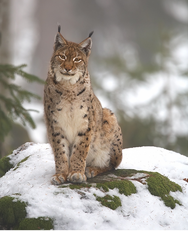 Bildergalerie · Eurasischer Luchs