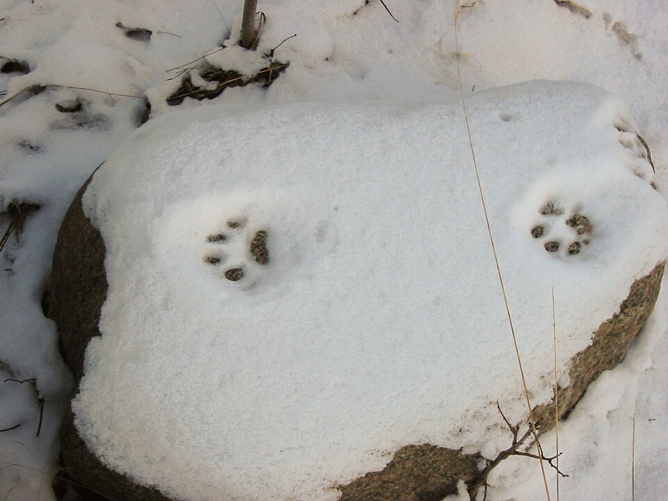 Bildergalerie · Eurasischer Luchs