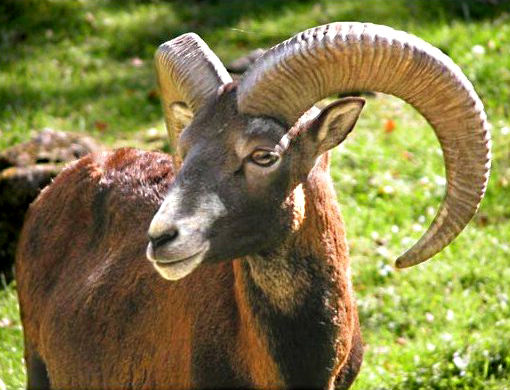 Bildergalerie · Mufflon