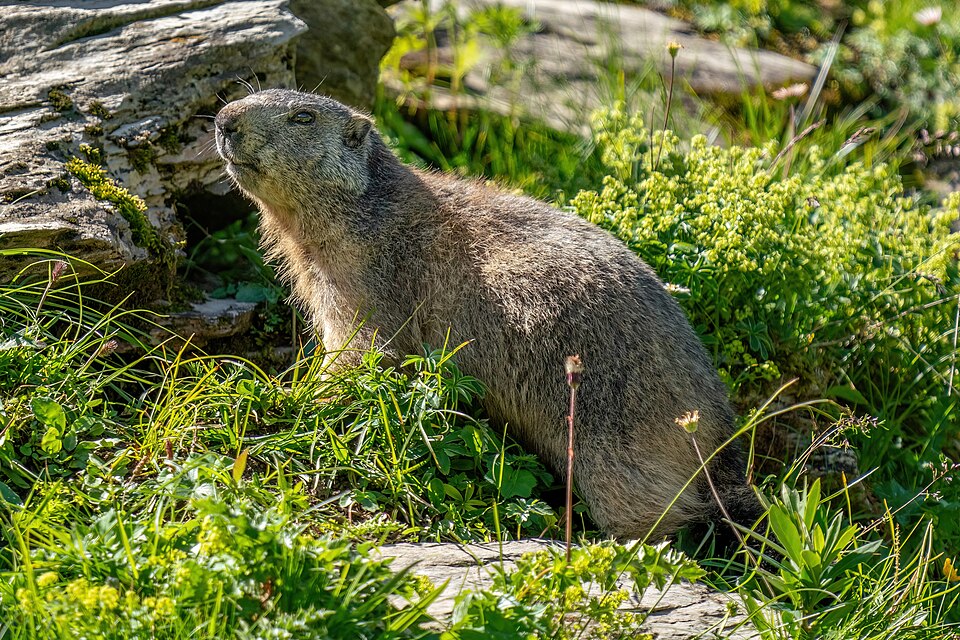 Bildergalerie · Alpenmurmeltier