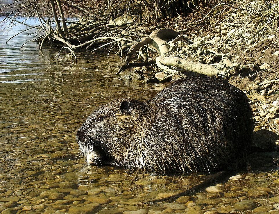 Bildergalerie · Nutria