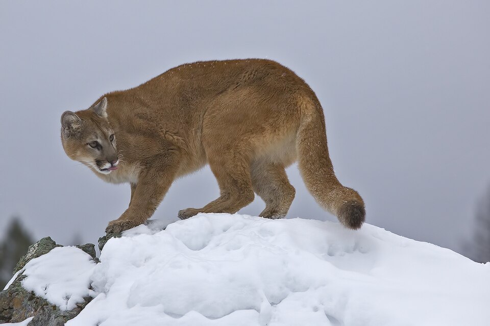 Bildergalerie · Puma