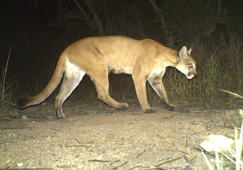 Bildergalerie · Puma
