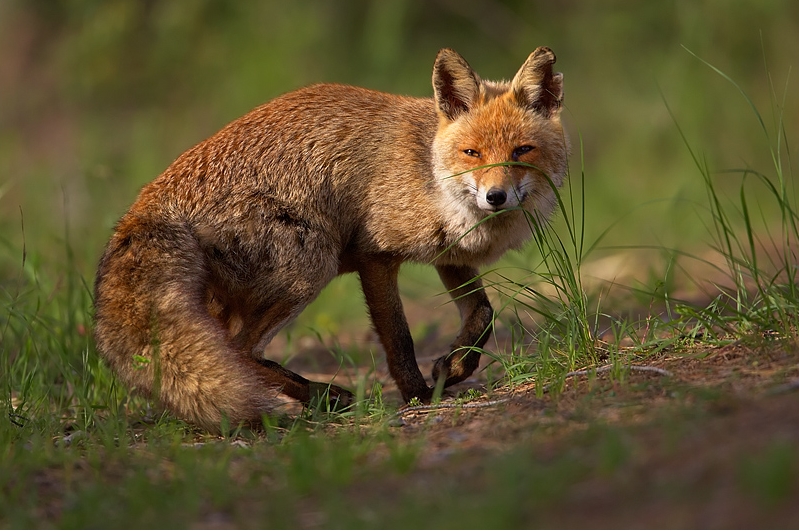 Bildergalerie · Rotfuchs