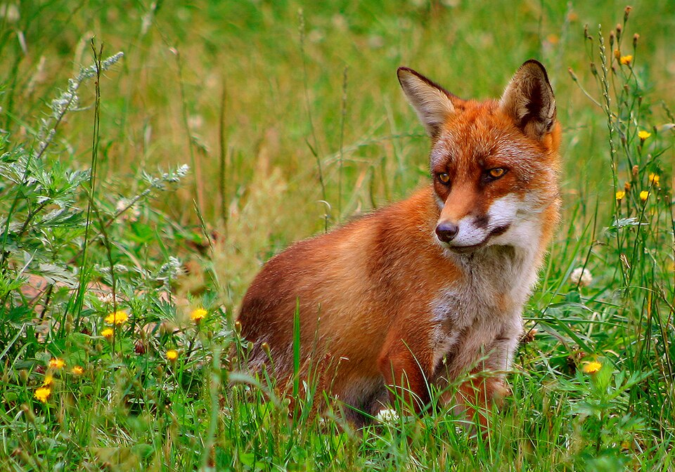 Bildergalerie · Rotfuchs