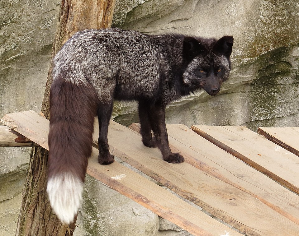 Bildergalerie · Rotfuchs