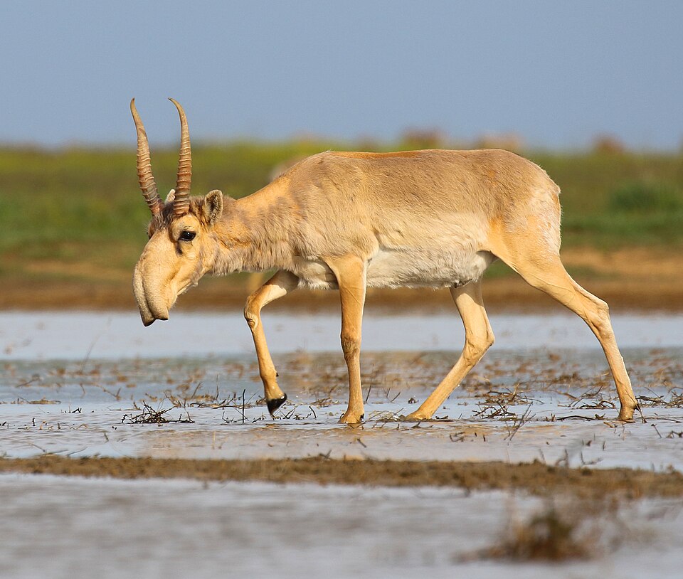 Bildergalerie · Saiga