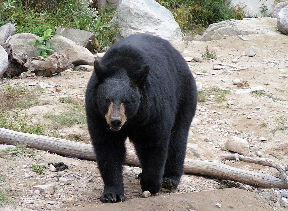 Bildergalerie · Amerikanischer Schwarzbär