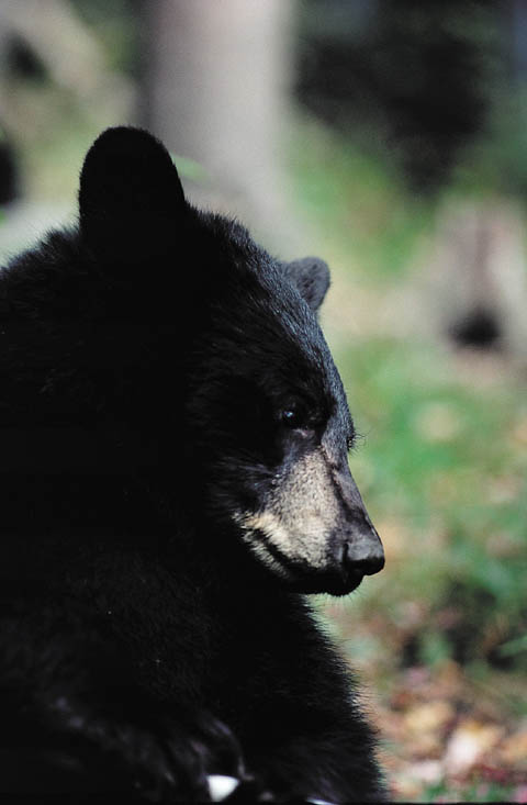 Bildergalerie · Amerikanischer Schwarzbär