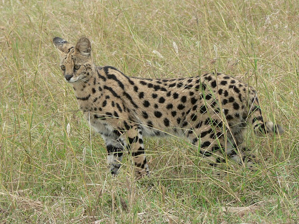 Bildergalerie · Serval