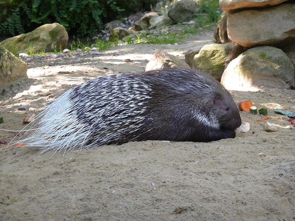 Bildergalerie · Stachelschwein