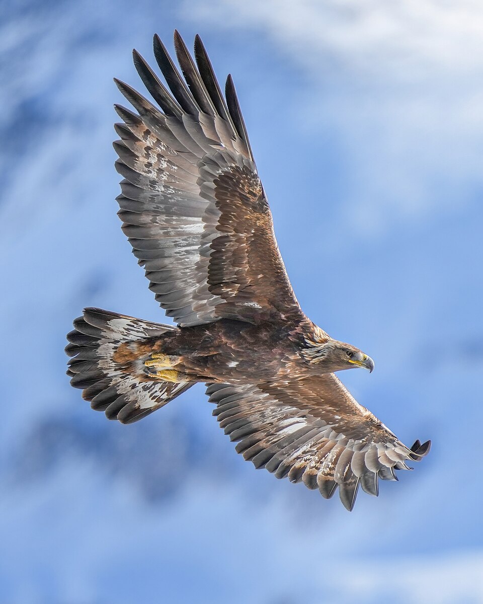 Bildergalerie · Steinadler