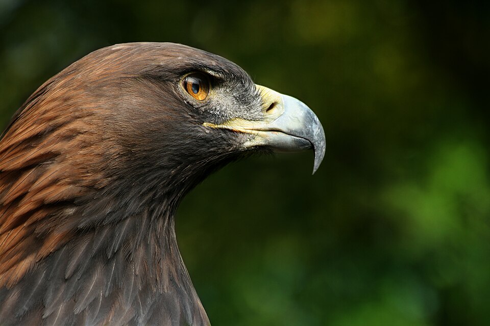 Bildergalerie · Steinadler