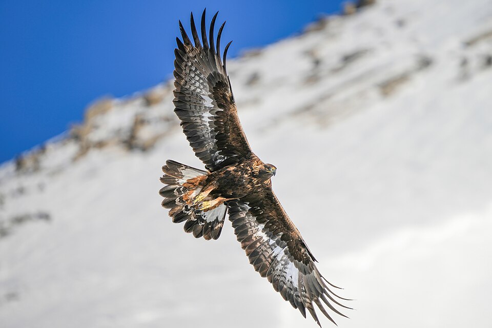 Bildergalerie · Steinadler