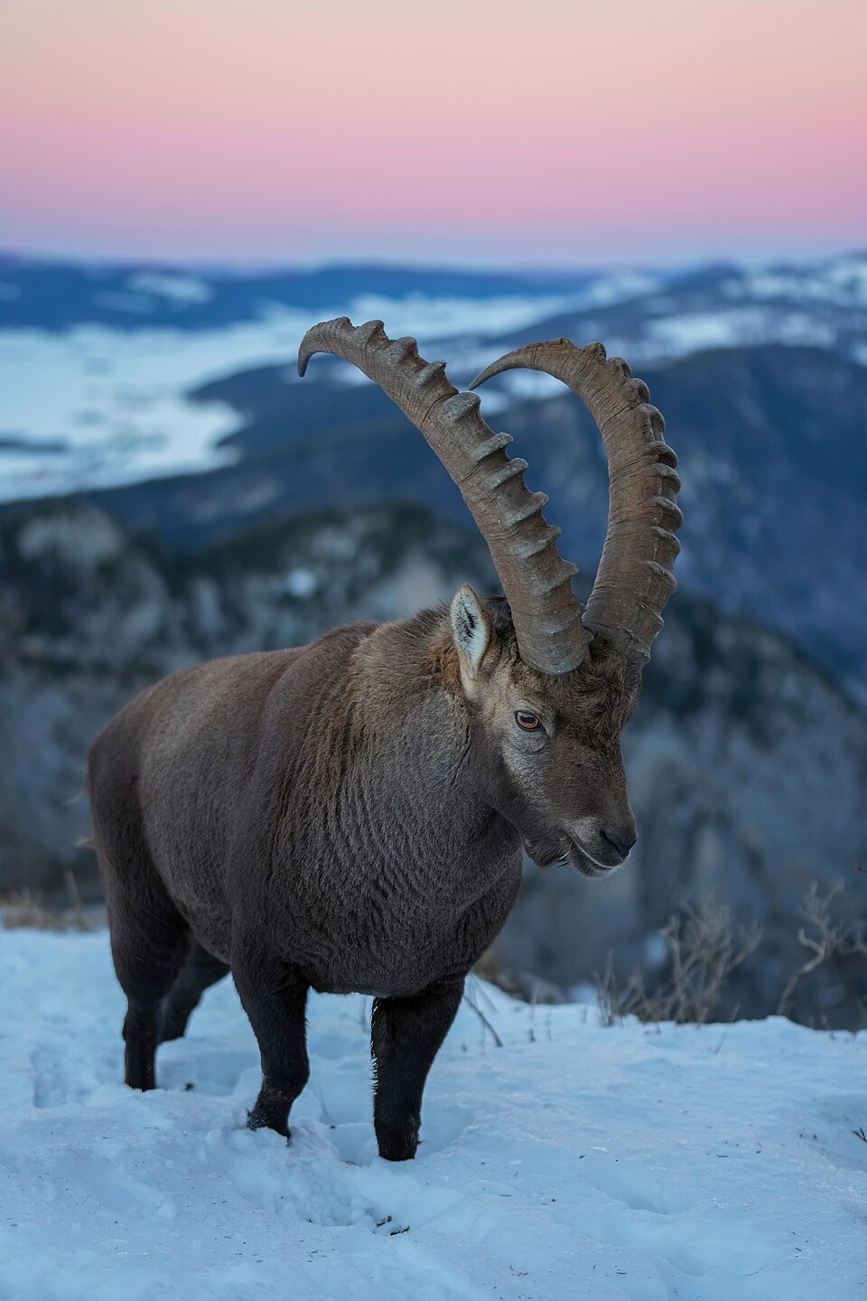 Bildergalerie · Alpensteinbock