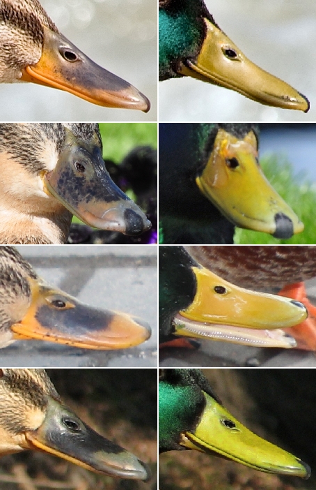 Bildergalerie · Stockente