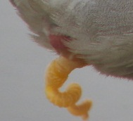 Bildergalerie · Stockente