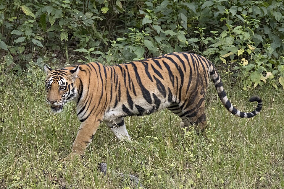 Bildergalerie · Tiger