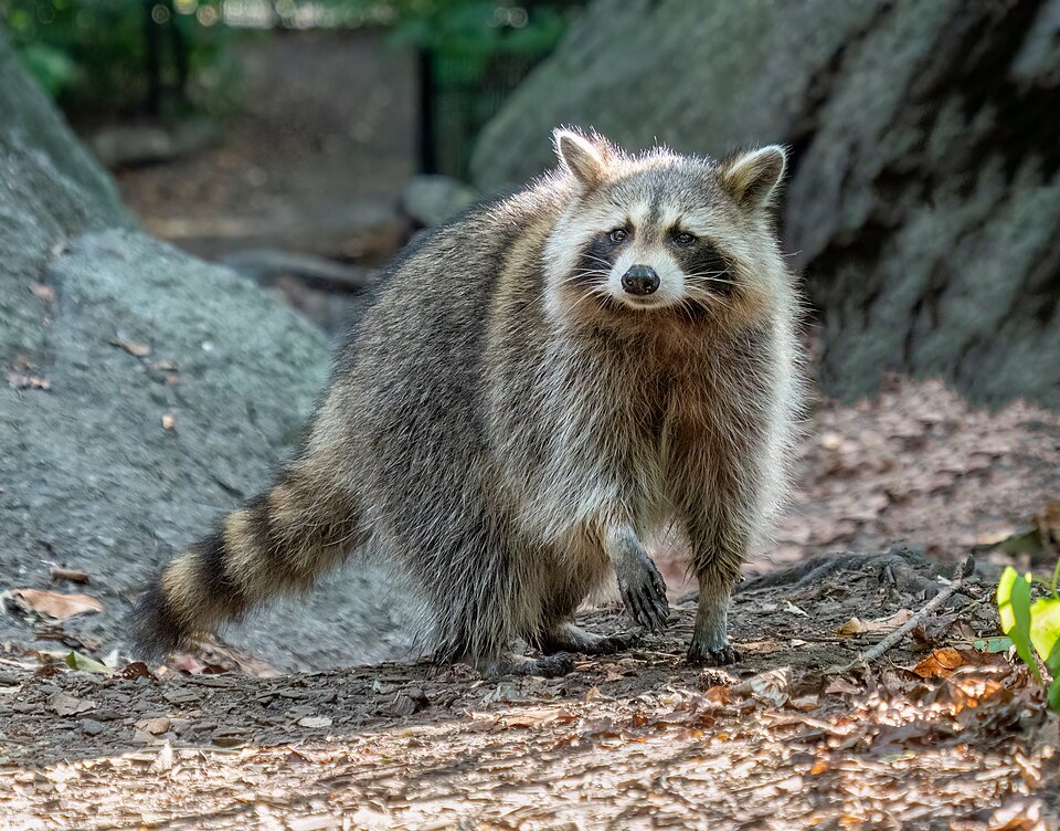 Bildergalerie · Waschbär