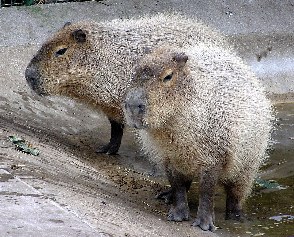 Bildergalerie · Wasserschwein