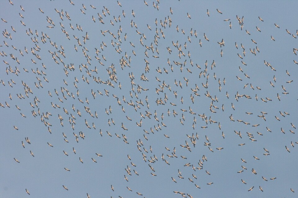 Bildergalerie · Weißstorch