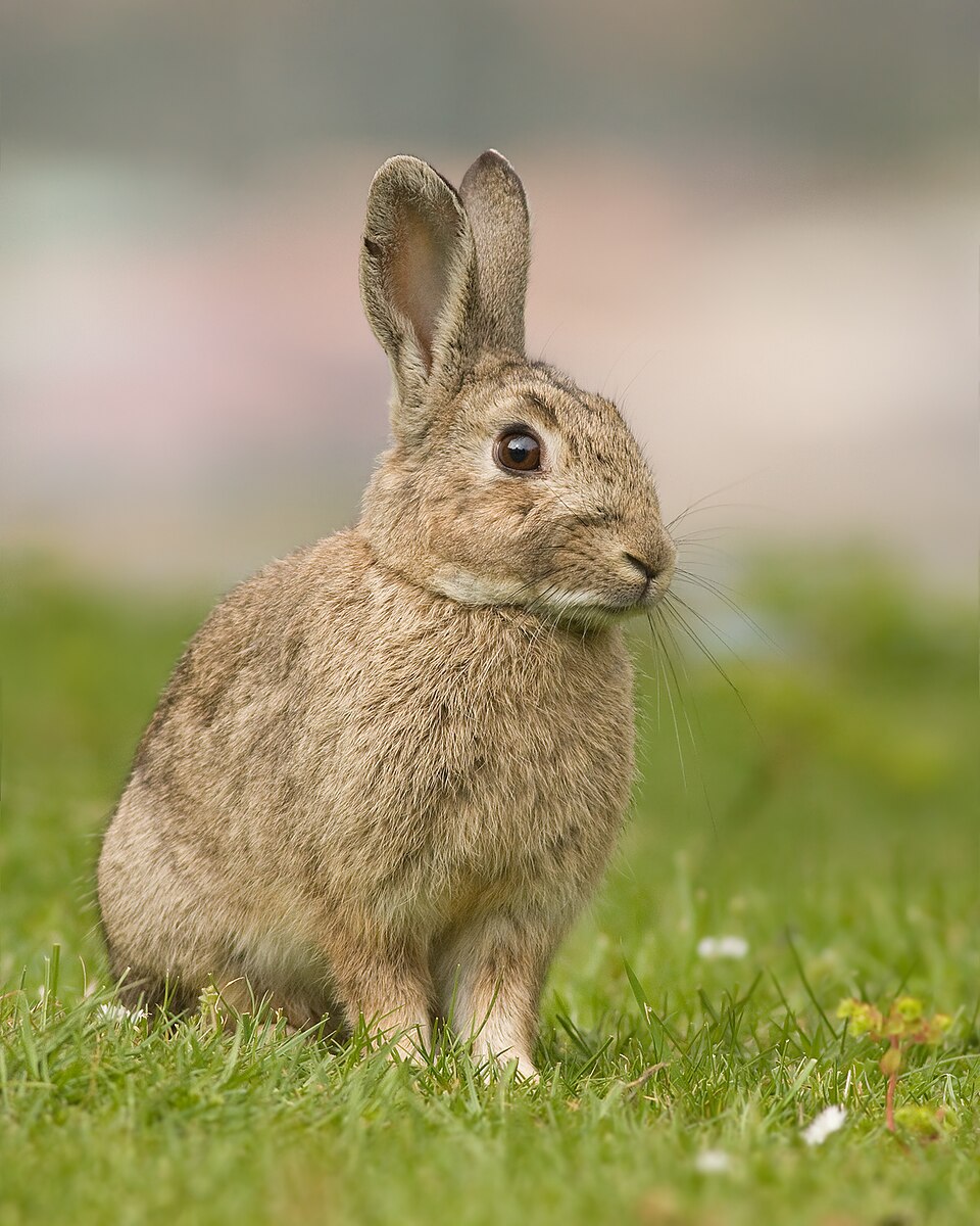 Bildergalerie · Wildkaninchen