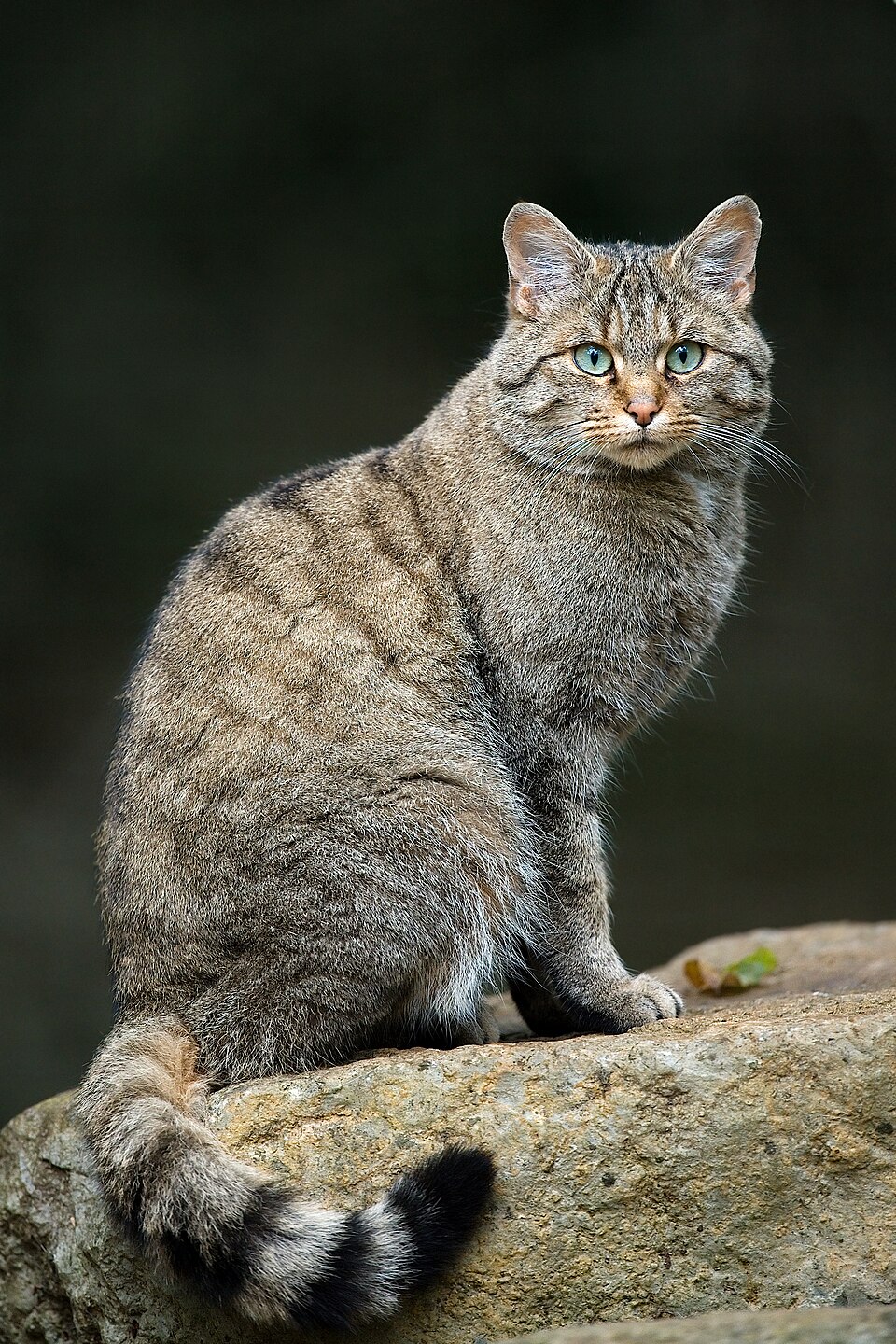Bildergalerie · Wildkatze